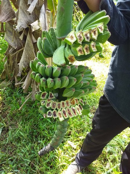 เกษตรฯ หนุนผลิตกล้วยหินปลอดโรค แก้ปัญหาการระบาดโรคเหี่ยวในกล้วย