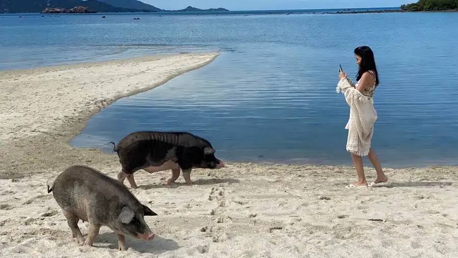 Travelers Discover Thailand's 'Bay of Pigs' Banyan Tree Samui speedboat tour turns the mundane into the exotic