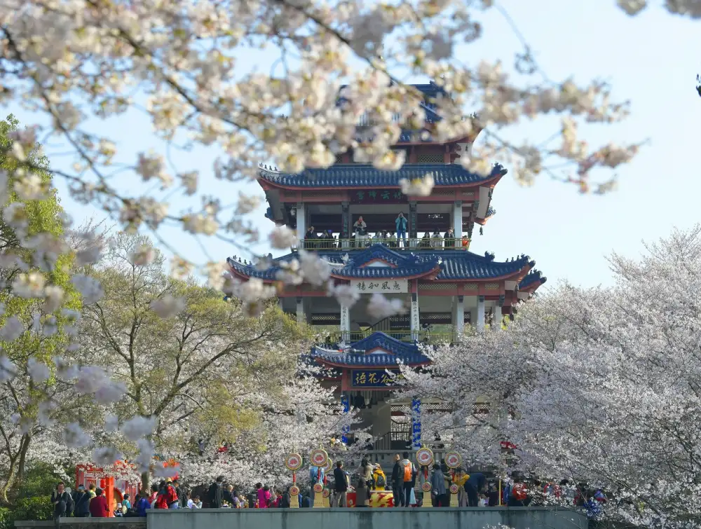 ชมซากุระผลิบานทั่วเมืองอู๋ซี สร้างความทรงจำสุดประทับใจมิรู้ลืม