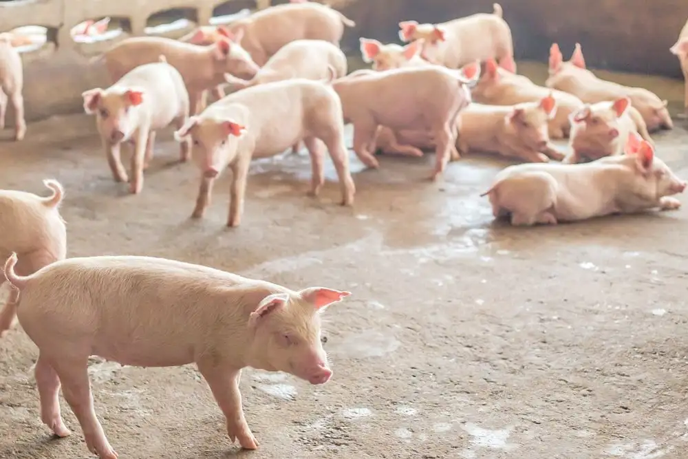 ผู้เลี้ยงหมูโอดภัยแล้งทำต้นทุนสูงขึ้น ทำกำไรหดหาย