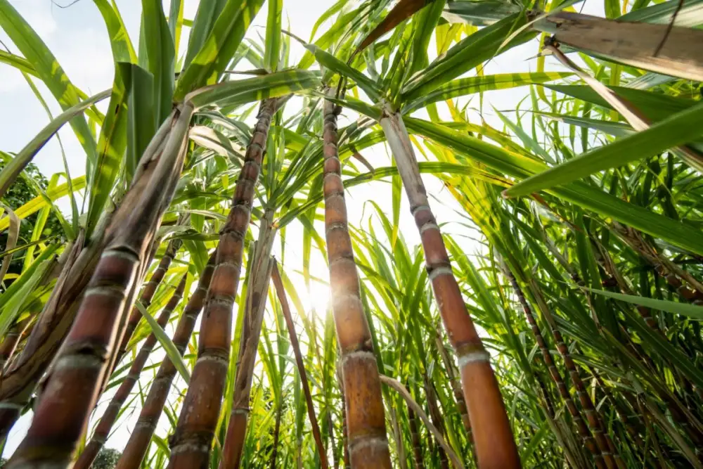 Thailand BOI Approves NatureWorks's Over 15 Billion Baht Investment in New PLA Plant