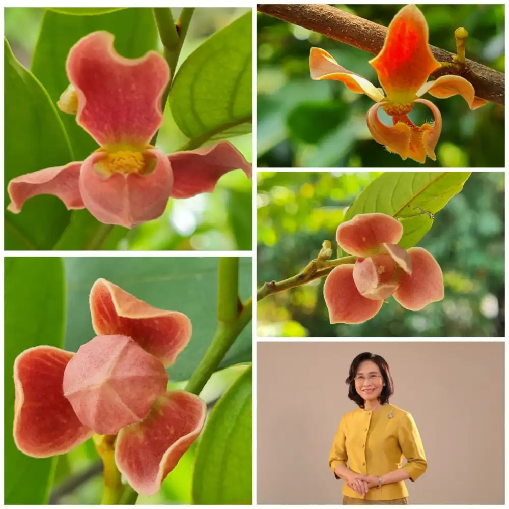 วว. แนะปลูกพรหมทิส 'Phrom Tistr' พรรณไม้ลูกผสมสายพันธุ์ใหม่ พร้อมดันเป็นพืชเศรษฐกิจยุคนิวนอร์มอล