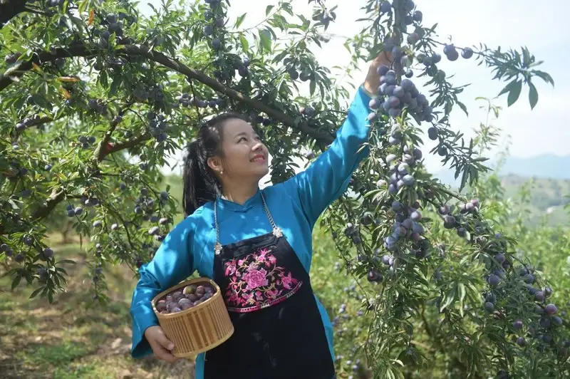 Xinhua Silk Road: ผลผลิตพลัมไข่มุกพันธุ์หลงตันเริ่มออกสู่ท้องตลาดที่ประเทศจีนแล้ว