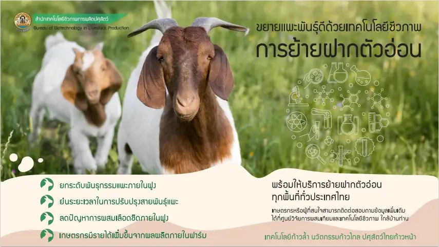กรมปศุสัตว์ ยกระดับการขยายพันธุ์ดีด้วยเทคโนโลยีชีวภาพ