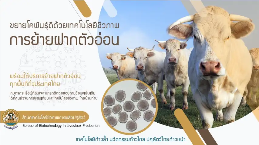 กรมปศุสัตว์ ขยายโคพันธุ์ดีด้วยเทคโนโลยีชีวภาพการย้ายฝากตัวอ่อน