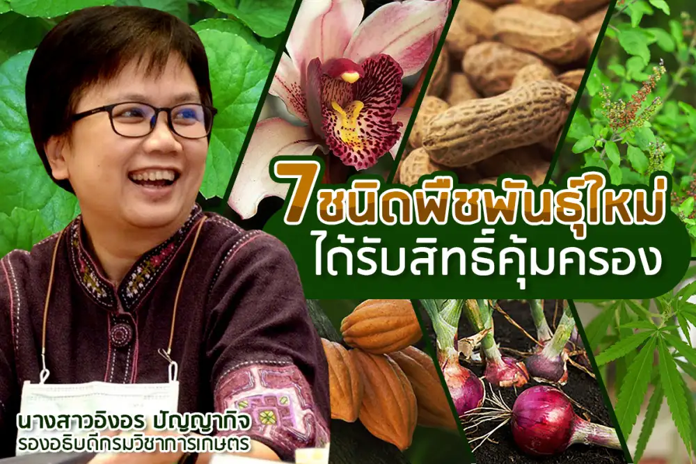 สายปรับปรุงพันธุ์พืชมีเฮ! เกษตรฯ จัดให้เพิ่ม 7 ชนิดพืชพันธุ์ใหม่ได้รับสิทธิ์คุ้มครอง