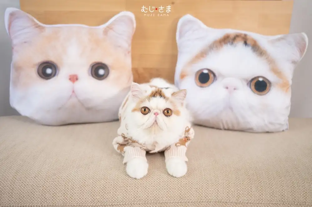 AnyMind Group จับมือ Mujisama บุกตลาดสัตว์เลี้ยงปล่อยสินค้าเอาใจคนรักหมาแมว