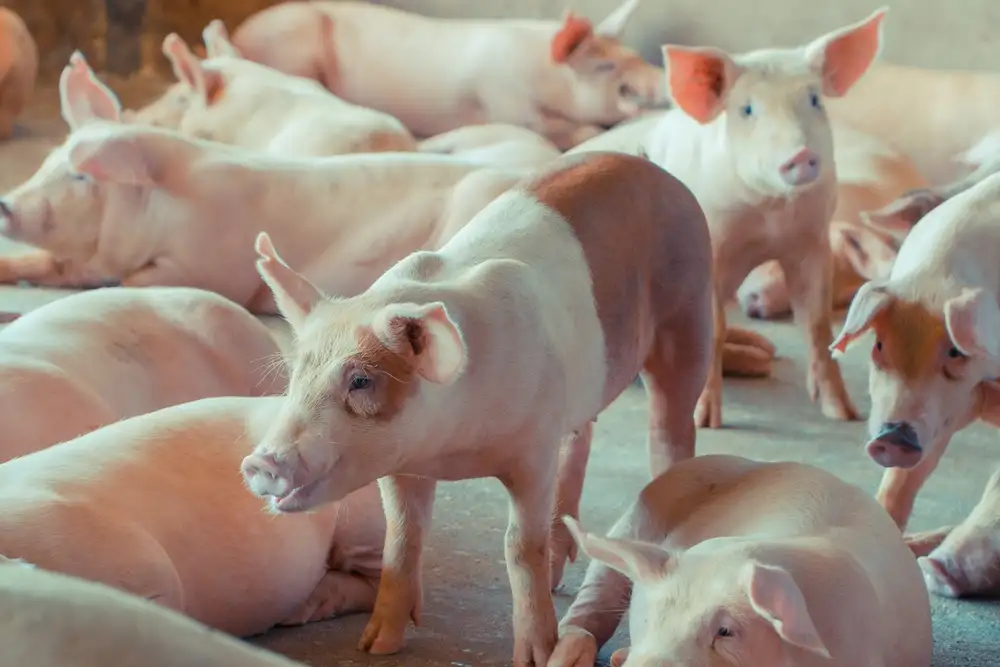 ผู้เลี้ยงหนุนปศุสัตว์เดินหน้าพลิกสถานการณ์หมู ดันเลิกคุมราคาหน้าฟาร์ม