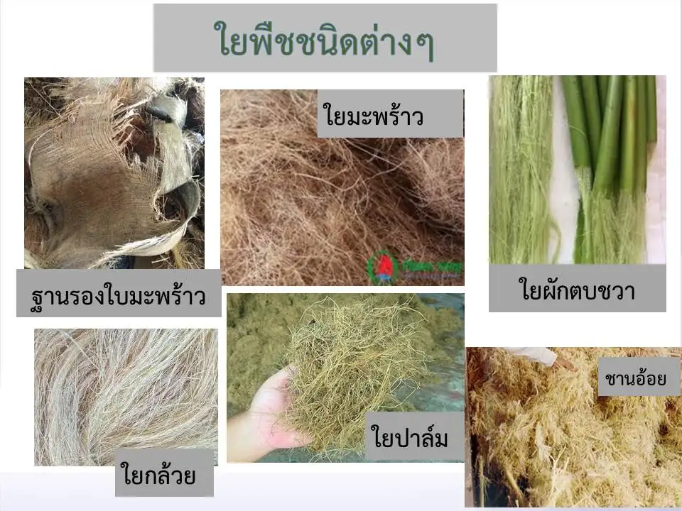 วว. ขับเคลื่อน BCG เพิ่มมูลค่าวัสดุเหลือทิ้งภาคการเกษตร วิจัยพัฒนาเป็นกระถางเพาะชำย่อยสลายได้