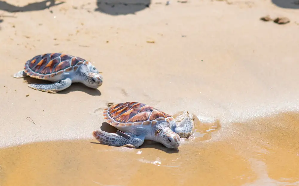 Anantara Resorts in Phuket Give Nature a Helping Hand with Their Annual Baby Turtle and Shark Release