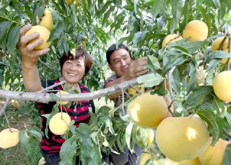 Xinhua Silk Road: เกษตรกรปลูกต้นท้อในอำเภอเหมิงหยินมีชีวิตที่หอมหวาน