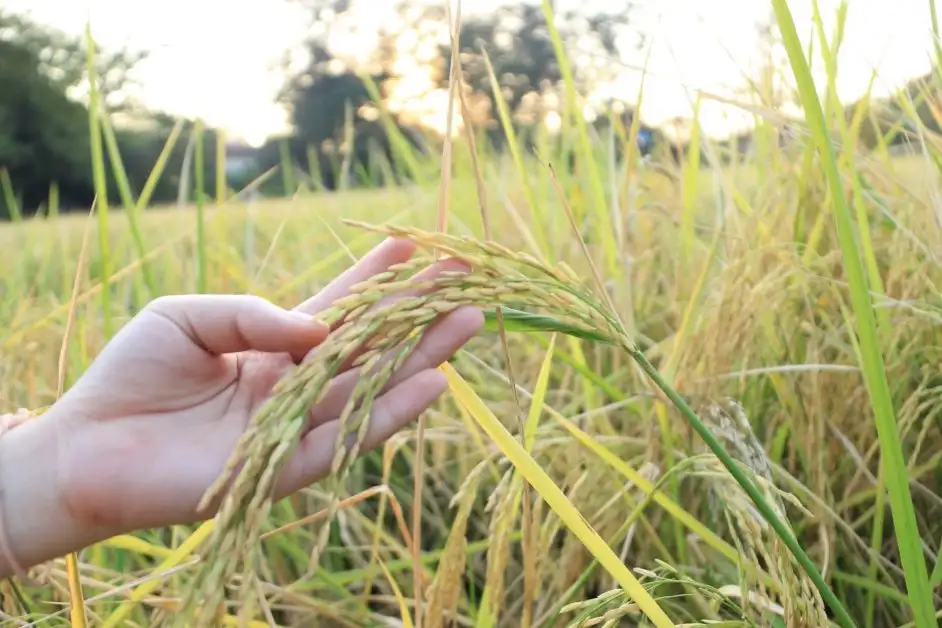 Dusit Hotels and Resorts becomes first hotel chain in Thailand to offer 100% organic rice at its properties throughout the country