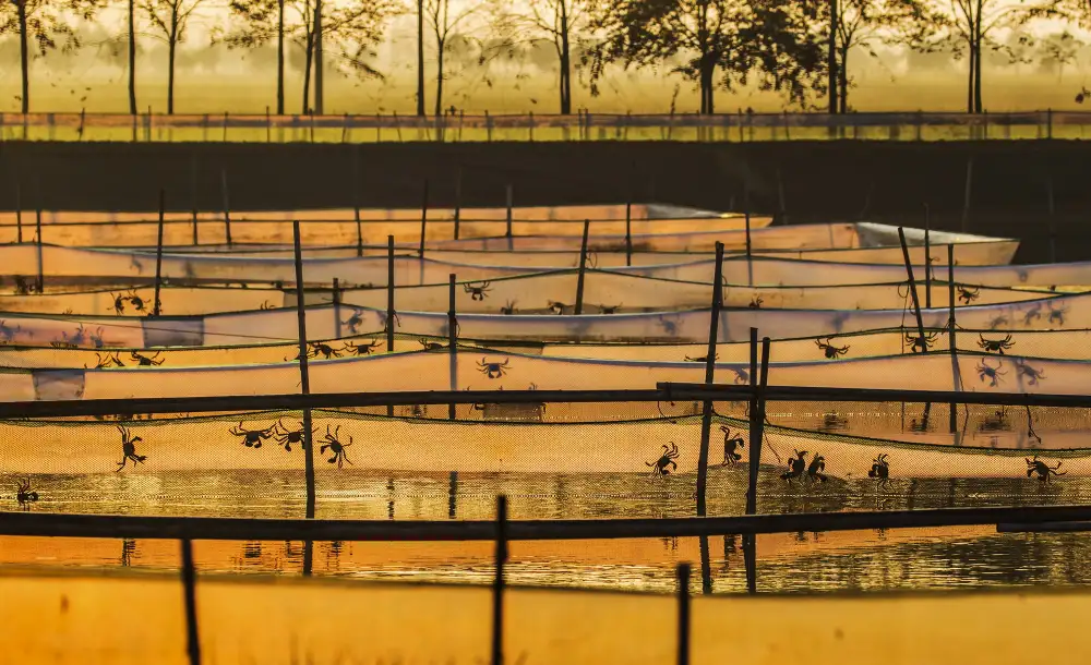 Chongming Water Secret to High-quality Crops Produce