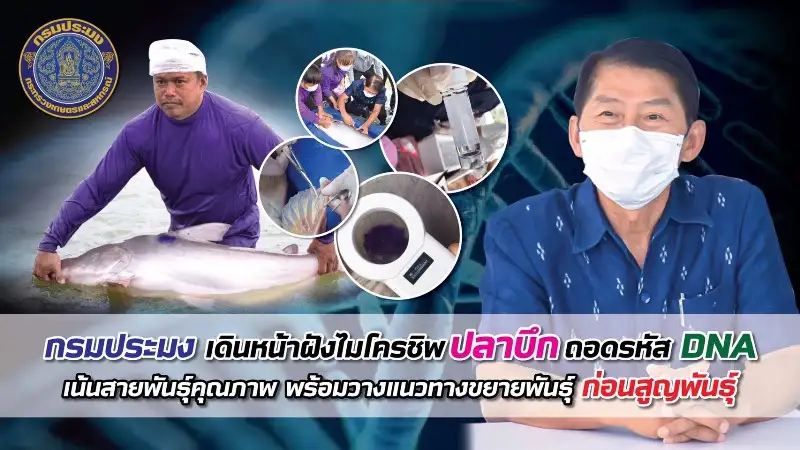 กรมประมงฝังไมโครชิพปลาบึกถอดรหัส DNA เดินหน้าขยายพันธุ์ก่อนสูญพันธุ์