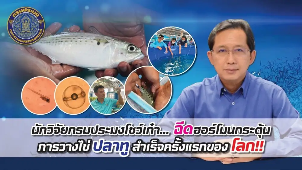นักวิจัยประมงไทยสุดเจ๋ง ฉีดฮอร์โมนกระตุ้นปลาทูวางไข่สำเร็จครั้งแรกของโลก