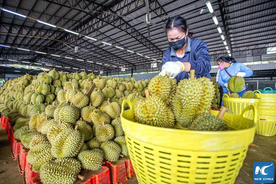 ฉงชิ่งเปิดเส้นทางขนส่งใหม่นำเข้าทุเรียนไทยภายใน 4 วัน
