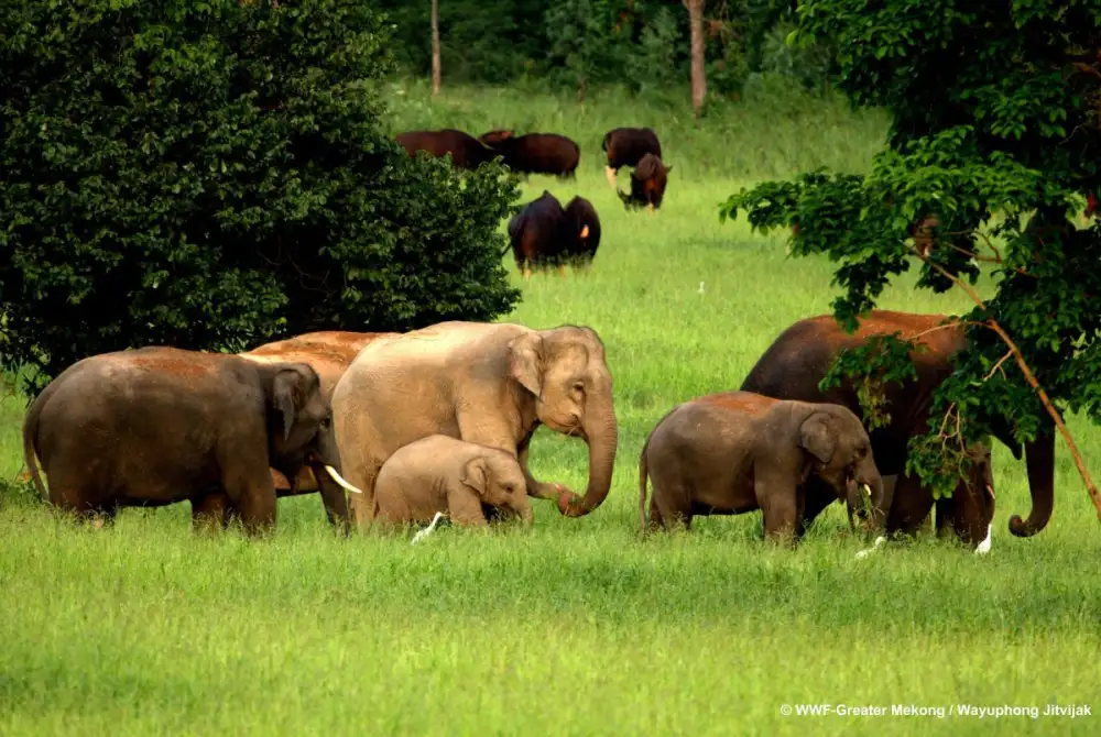 WWF เปิดตัวโครงการใหม่เพื่อช้างเอเชียในระดับภูมิภาค เชิญชวน
