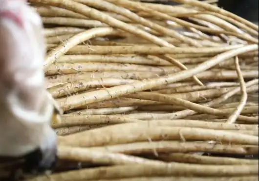 Lanling of Shandong: A Multitude of Flavors and Products Featuring Burdock