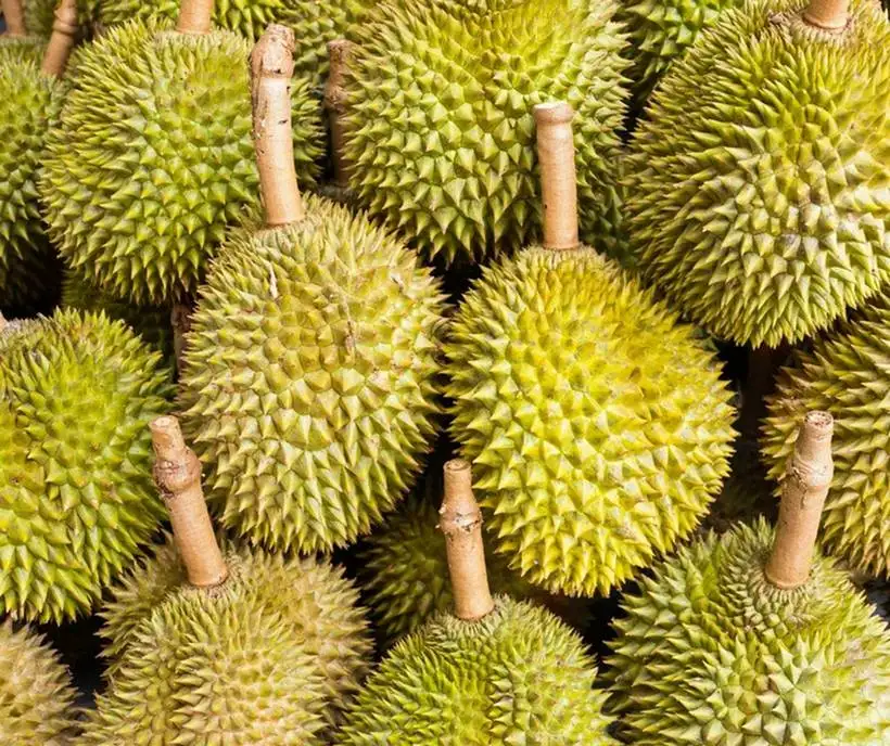 ชาวสวนเตรียมเฮ! ปชป. เล็งผลักดัน พ.ร.บ.ทุเรียนไทยยั่งยืน หลังส่งออกพุ่ง