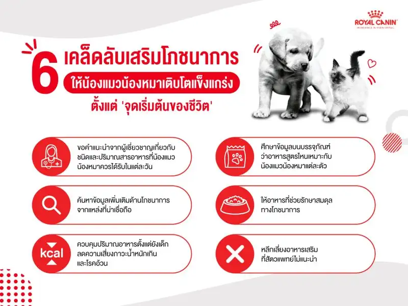 Royal Canin ชวนคุณใส่ใจดูแลน้องแมวน้องหมาให้เติบโตแข็งแกร่ง พร้อมแชร์ 6 เคล็ดลับเสริมโภชนาการอาหารตั้งแต่ 'จุดเริ่มต้นของชีวิต'