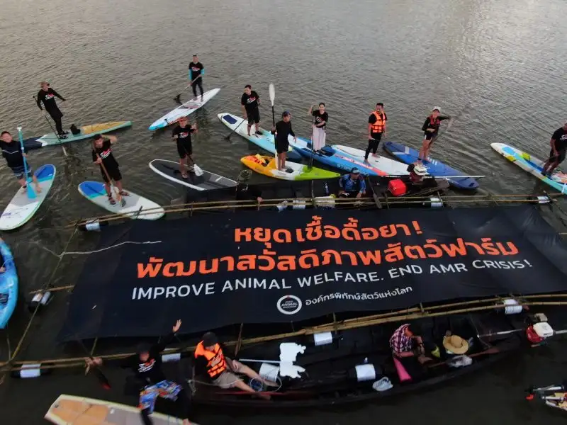 องค์พิทักษ์สัตว์แห่งโลก ประเทศไทย รณรงค์ต้านเชื้อดื้อยาจากฟาร์มอุตสาหกรรม คิกออฟแคมเปญ