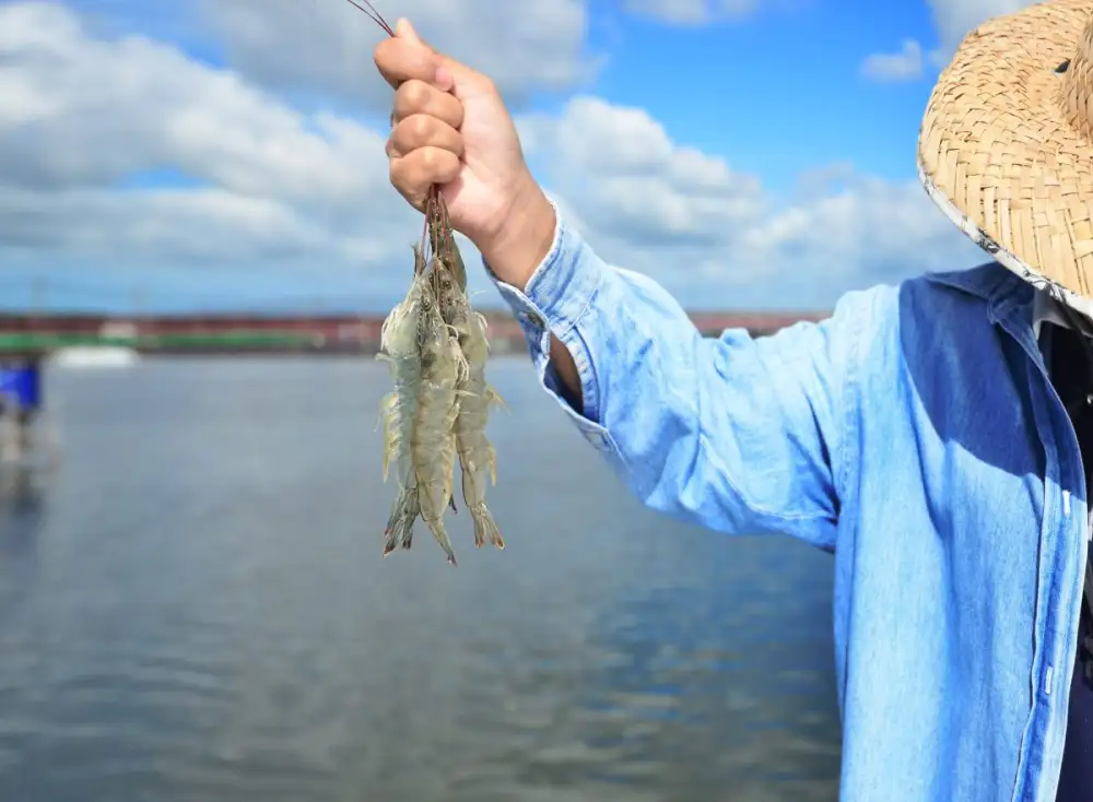 Thai Union Launches New Initiative to Decarbonize Thai Shrimp Supply Chain