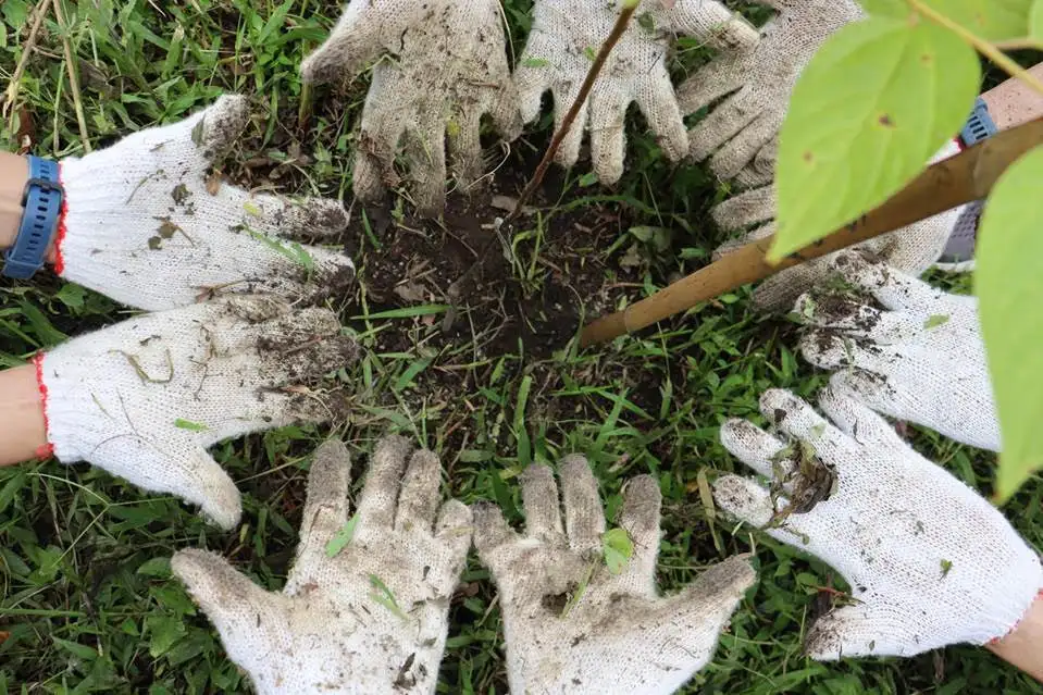 Hotel Volunteers Help Restore Chiang Mai's Biodiverse Forest Ecosystems