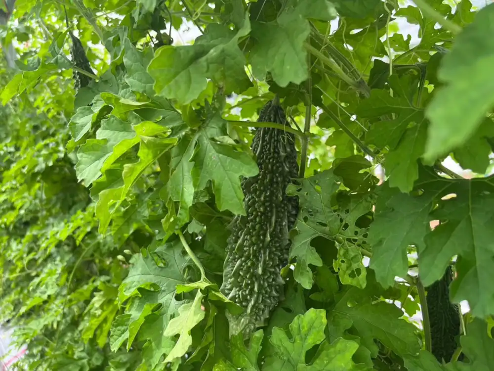 Syngenta Launches