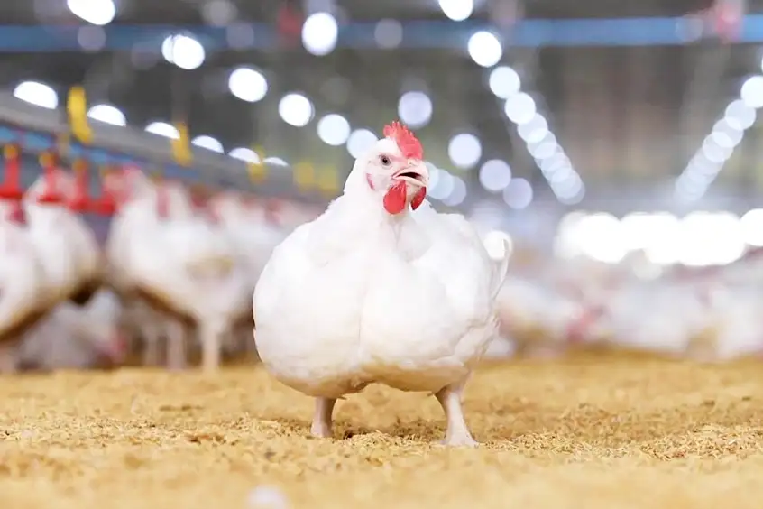 CP Foods' 'Compartment' System Ensures Space-Standard Food Safety for Chicken Meat