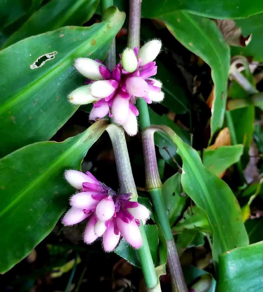 Muang Si Udon (Amischotolype balslevii Boonsuk, Chantar. & Kantachot) : A new plant species from Thailand