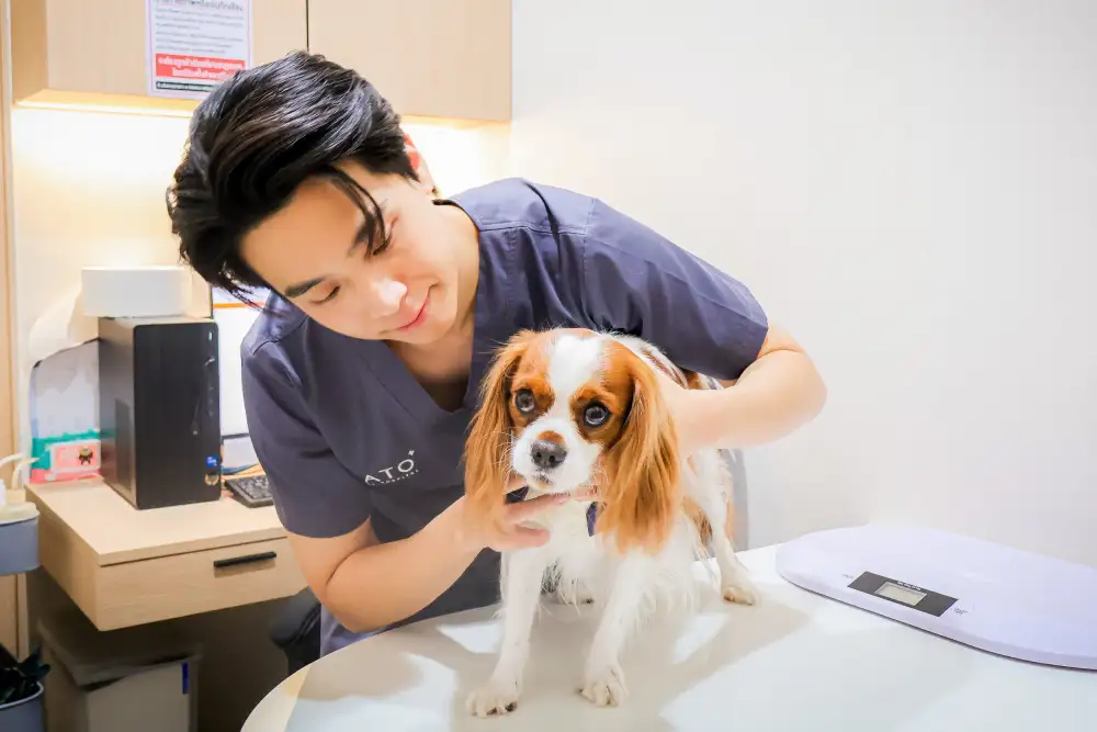 RS ลุยอัพสเกลธุรกิจสัตว์เลี้ยงเปิด Hato Animal Hospital สาขารังสิตจ่อผุดเพิ่มอีก 4-6 สาขา