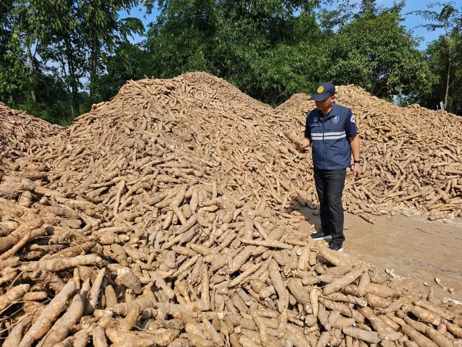 พาณิชย์ ปูพรมตรวจสอบรับซื้อมันสำปะหลัง จับตาลักลอบนำเข้าตามแนวชายแดน