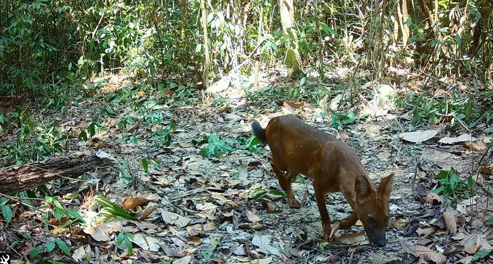 Newborn Elephants and Endangered Dholes Thrive in Minor Hotels' Protected Cardamom Forest
