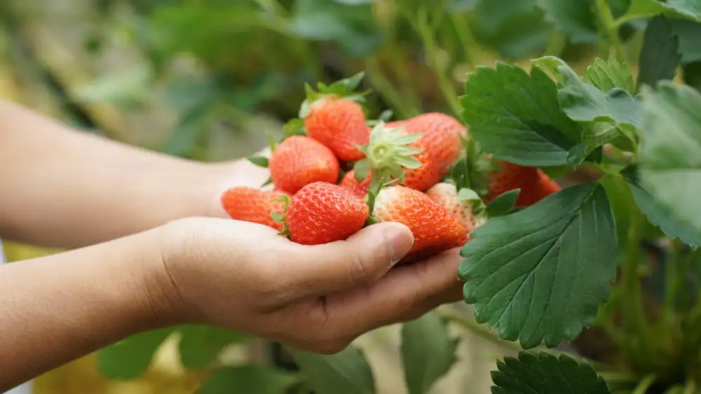 Seasonal Fruits and Tropical Delights at Four Seasons Resort Chiang Mai