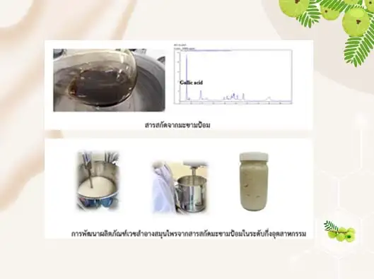 วว. พัฒนาผลิตภัณฑ์เวชสำอางสมุนไพรจากสารสกัดมะขามป้อมในระดับกึ่งอุตสาหกรรม