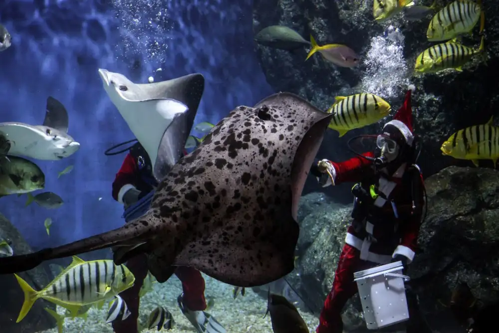 สยามพารากอน ร่วมกับ SEA LIFE Bangkok มอบของขวัญพิเศษในเทศกาลความสุข กับกิจกรรม