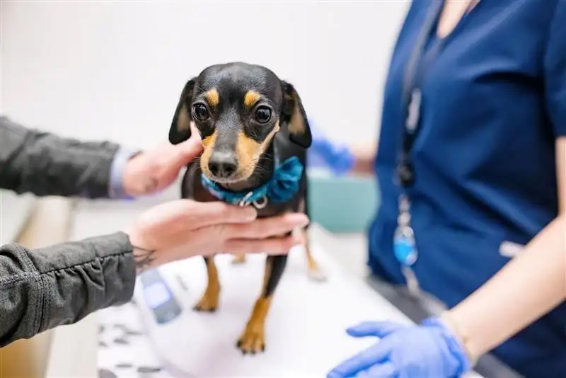 โรยัล คานิน และ สมาพันธ์สมาคมสัตวแพทย์สัตว์เล็กแห่งเอเชีย (FASAVA) ประกาศความร่วมมือส่งเสริมทักษะสัตวแพทย์รุ่นใหม่ เพื่อร่วมกันขับเคลื่อนสุขภาวะที่ดีของสัตว์เลี้ยงทั่วเอเชียแปซิฟิก