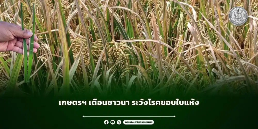 เกษตรฯ เตือนชาวนา ระวังโรคขอบใบแห้ง