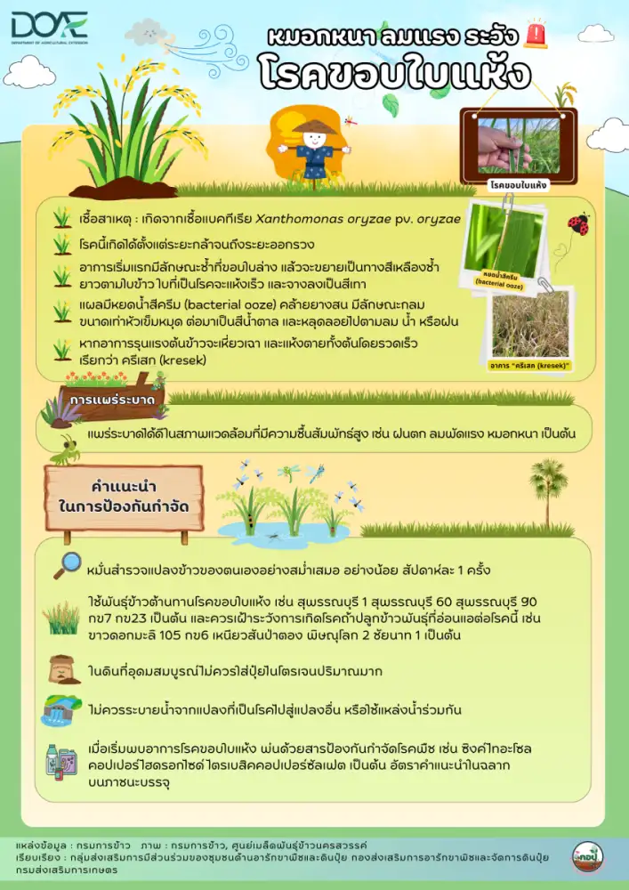 เกษตรฯ เตือนชาวนา ระวังโรคขอบใบแห้ง