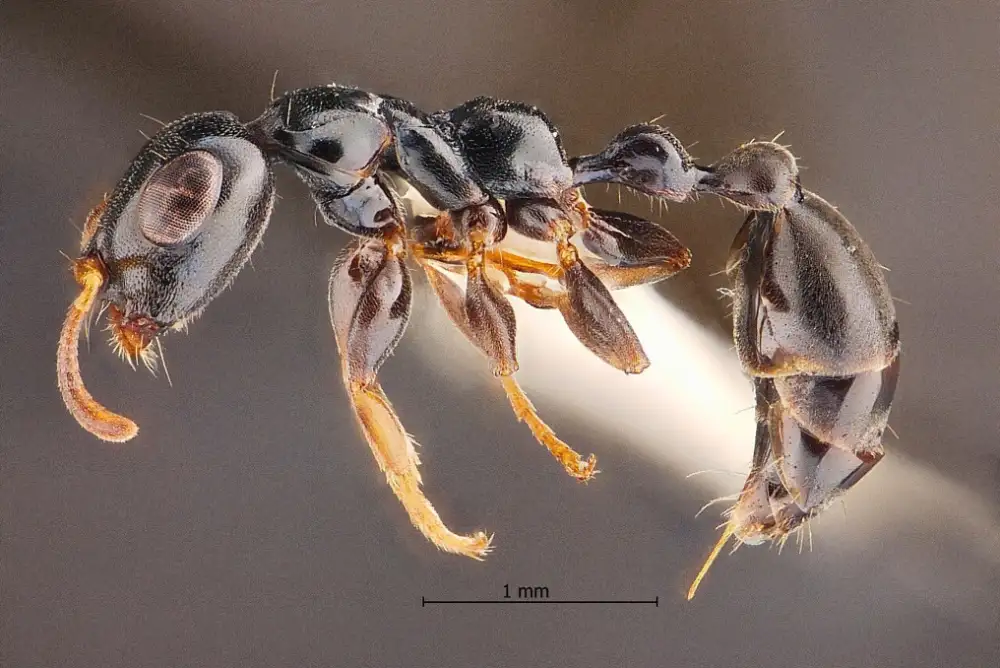 ฮือฮาวงการชีววิทยา มทร.ธัญบุรีและพันธมิตร ค้นพบ 'มดตะนอยเทพรัตน์'