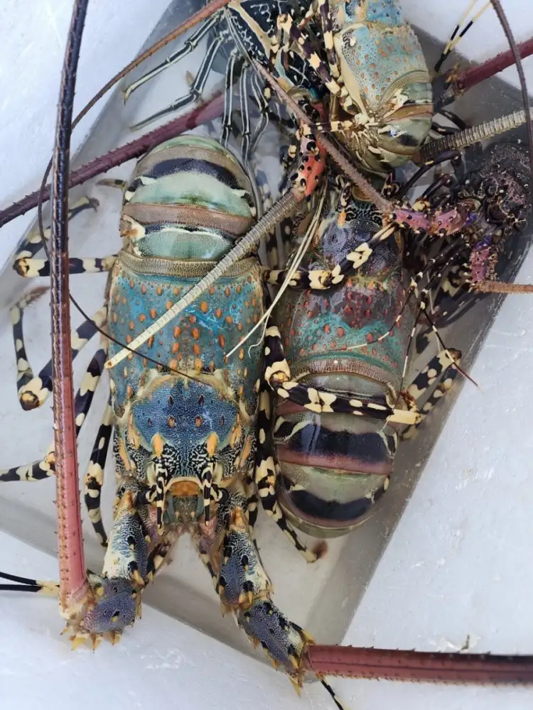 กรมทรัพย์สินทางปัญญา ยก 