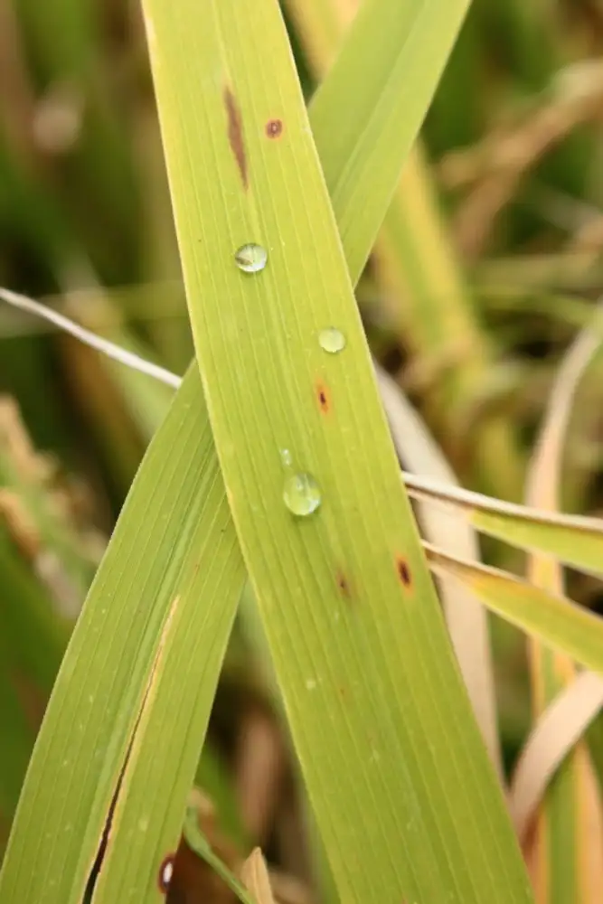 เตือนชาวนา ต้นกุมภาพันธ์รับมืออากาศเย็นระลอกใหม่ ระวัง!! 