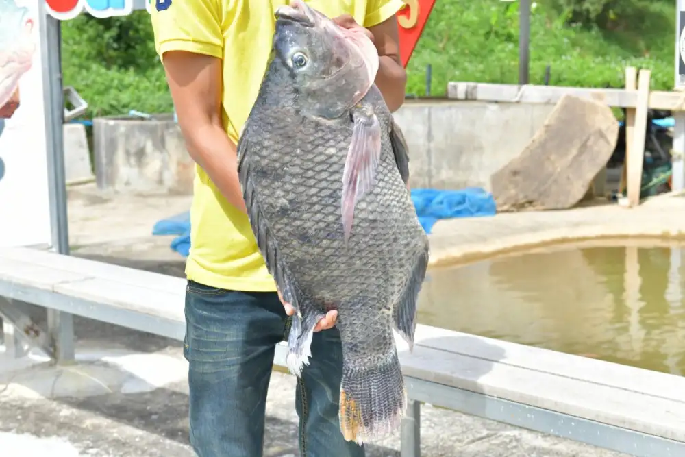 ชาวยะลาเฮ!