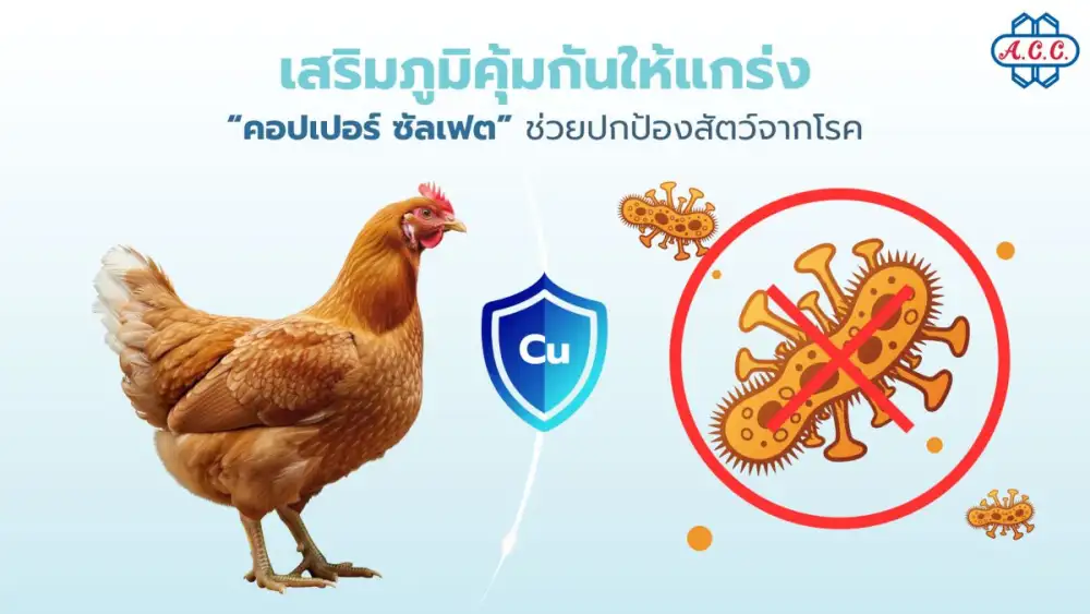 ความสำคัญของ คอปเปอร์ ซัลเฟต ในอาหารสัตว์ เคล็ดลับการเสริมภูมิคุ้มกันและลดความสูญเสียในฟาร์มปศุสัตว์ที่เกษตรกรต้องรู้