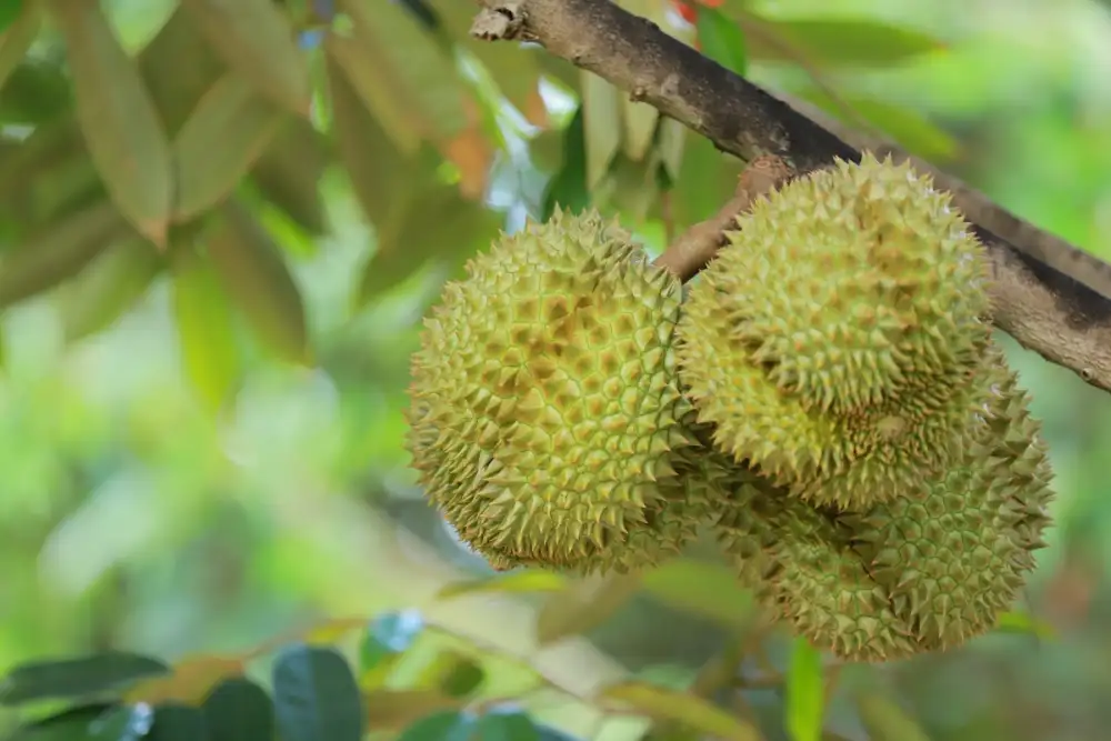 ดีเดย์ฤดูกาลทุเรียนภาคตะวันออก! เกษตรฯ ประกาศวันเก็บเกี่ยว เน้นย้ำกระบวนการผลิตปลอดภัย