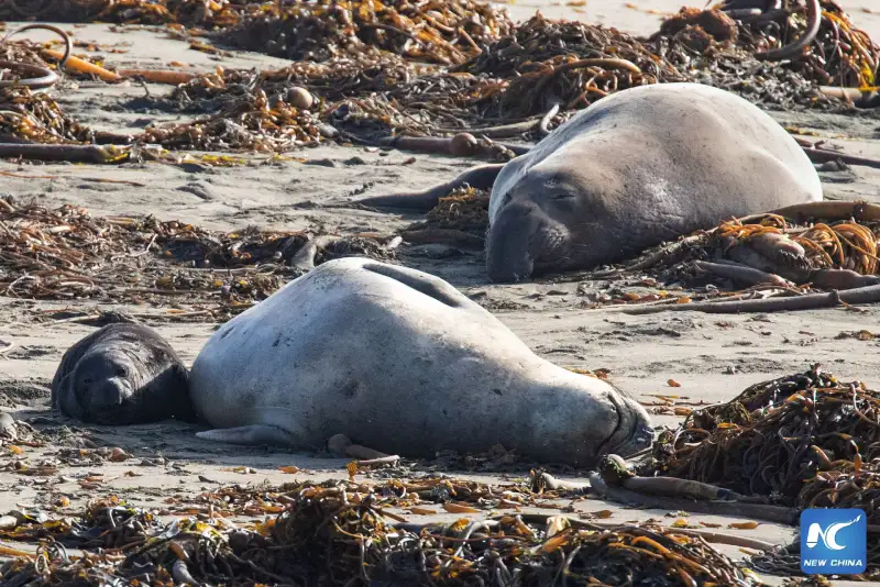 แคลิฟอร์เนียยืนยันพบไข้หวัดนกใน 