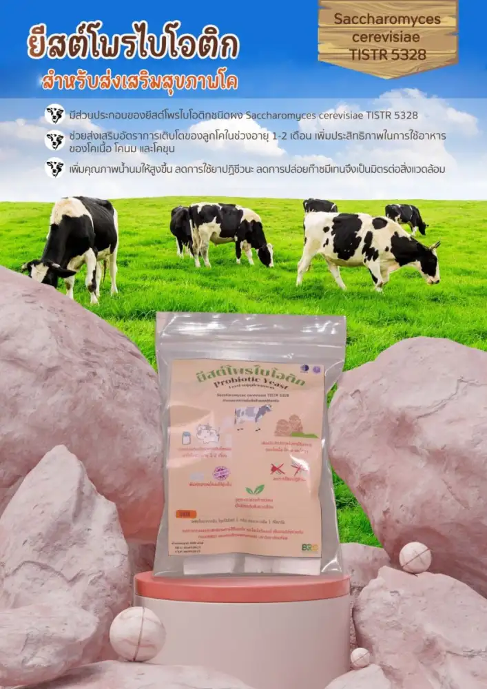วว. วิจัยและพัฒนายีสต์โพรไบโอติกชนิดผงสำหรับส่งเสริมสุขภาพโค