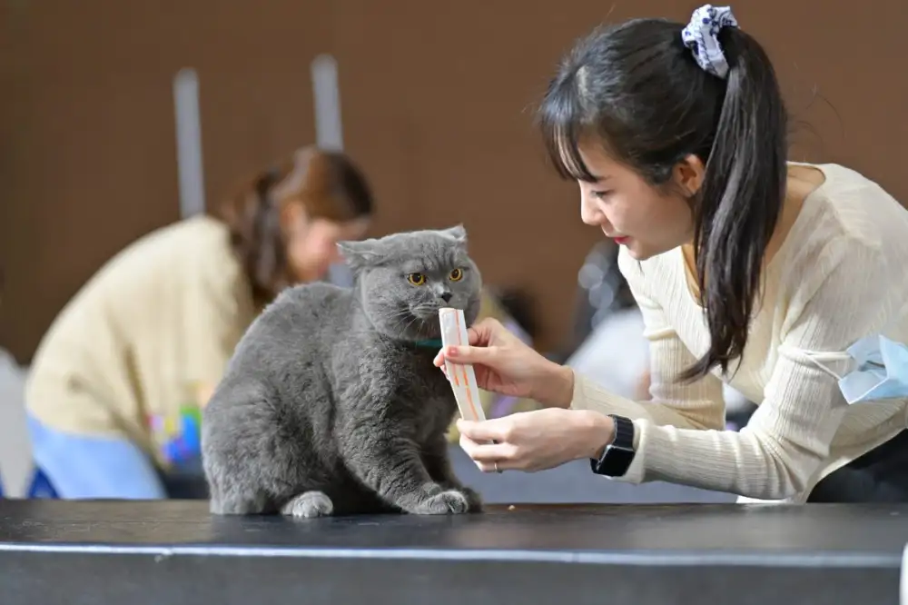 ปักหมุดเตรียมเช็คอิน Thailand Cat Lovers Fair 2026 วันที่ 27-29 มีนาคม 2569 ศูนย์แสดงสินค้าและการประชุม อิมแพ็ค เมืองทองธานี