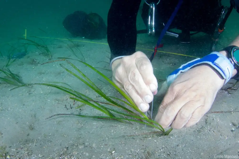 ไทยยูเนี่ยน และแบรนด์ Mareblu จับมือ LifeGate องค์กรด้านความยั่งยืนลงพื้นที่นำร่องในอิตาลี เดินหน้าโครงการฟื้นฟูหญ้าทะเล ร่วมอนุรักษ์แหล่งอาหารสัตว์น้ำ