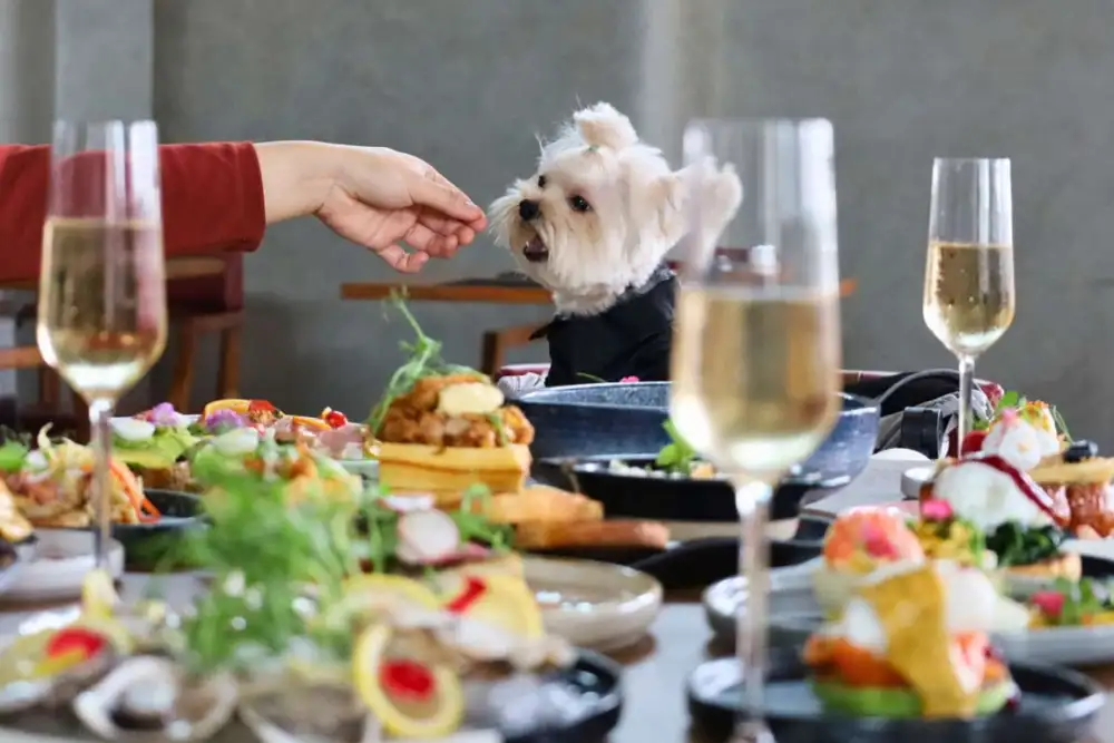 สัมผัสประสบการณ์บุฟเฟต์สุดเอ็กซ์คลูซีฟ กับ ซันเดย์บรันช์ แอนด์ บาร์ก พร้อมเพื่อนคู่ซี้สี่ขา โรงแรม อลอฟท์ กรุงเทพ สุขุมวิท 11